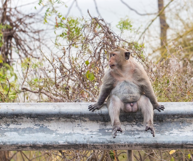 Zdjęcie monkey forest