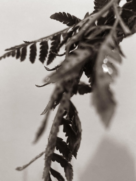 Monochromatyczne tło z liśćmi roślin Estetyczne niewyraźne zdjęcie z bliska
