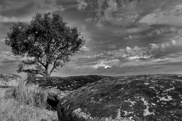 Monochromatyczny krajobraz w Barruecos. Estremadura. Hiszpania.