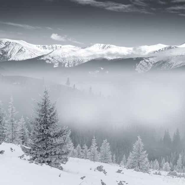 Monochromatyczny krajobraz z górami i lasem pokryte śniegiem