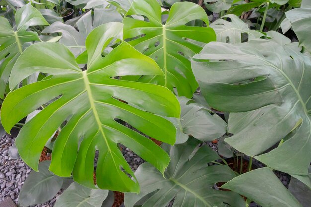 Monstera deliciosa lub filodendron z rozdwojonych liści w doniczce, zdjęcie stockowe