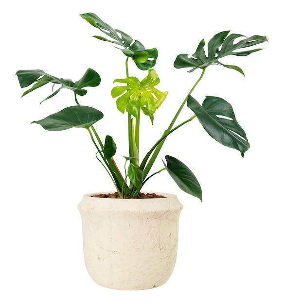 Monstera deliciosa roślina png w garnku