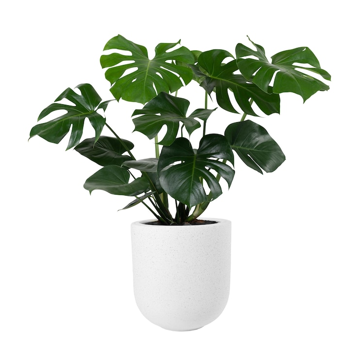 Zdjęcie monstera deliciosa roślina png w garnku