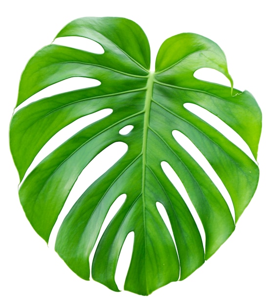Monstera, duży zielony, soczysty, jasny liść na białym tle.