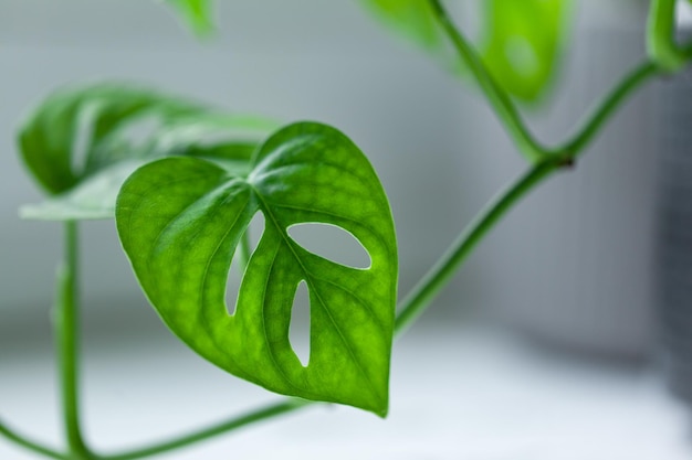 Monstera Monkey Mask Lub Roślina Monstera Obliqua Na Parapecie We Wnętrzu Domu