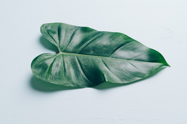 Monstera odejdź