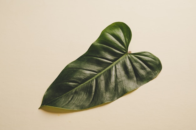 Monstera odejdź