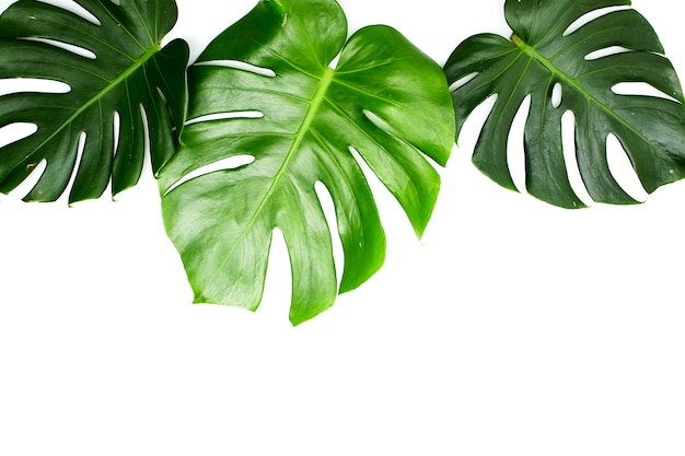 Monstera opuszcza odosobnionego