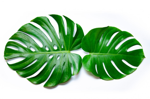 Monstera pozostawia liÅ> cie z Isolate na biaÅ,ym tle LiÅ> ci na biaÅ,ym tle