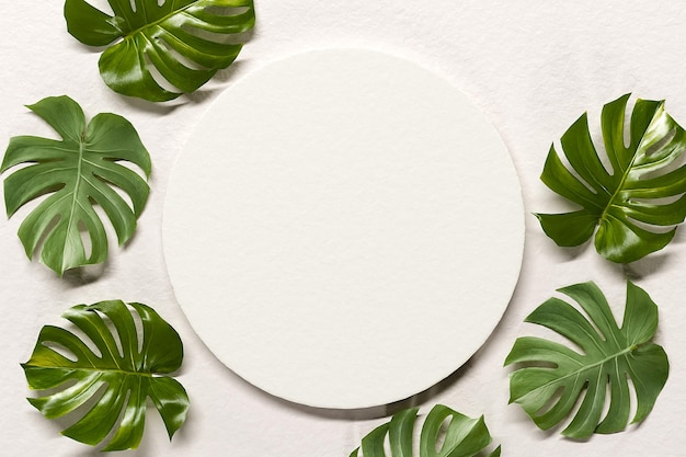 Monstera pozostawia naturalne tekstury tła