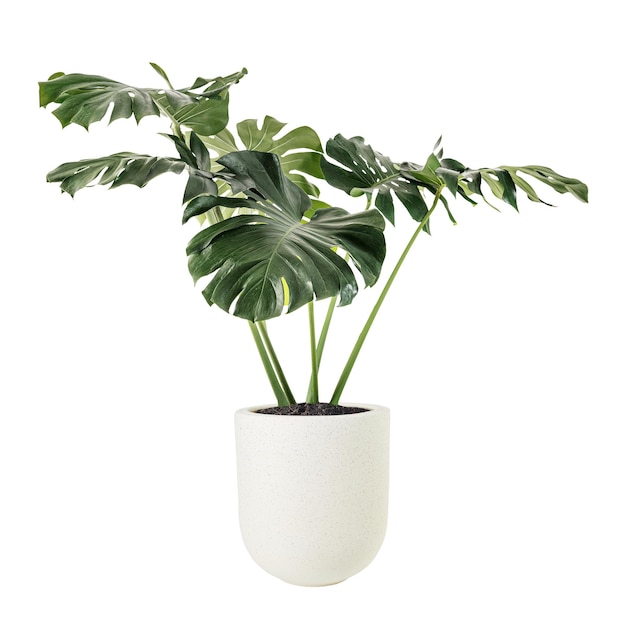 Monstera roślina png makiety w ceramicznym garnku