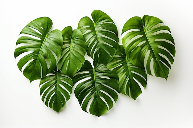 Monstera tropikalne zielone liście rośliny w pięknym białym garnku na białym tle 3d rendering