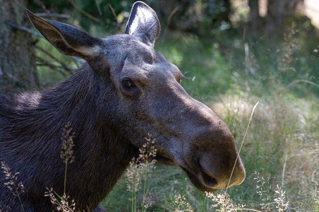 Moose portait