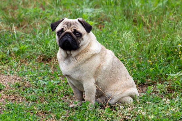 Mops pies na zielonej trawie.