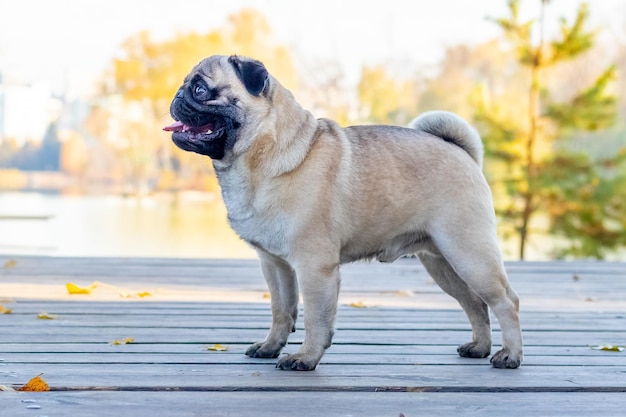 Mops pies w parku nad jeziorem na drewnianej platformie przy słonecznej pogodzie