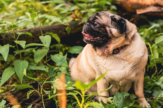 Mops pies z otwartym pyskiem i wystającym językiem i siedzący na leśnej trawie w słoneczny dzień