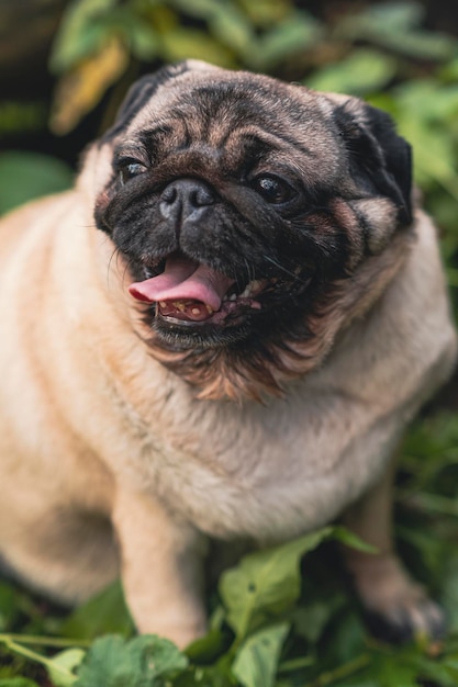 Mops pies z otwartym pyskiem i wystającym językiem i siedzący na trawie w lesie w słoneczny dzień