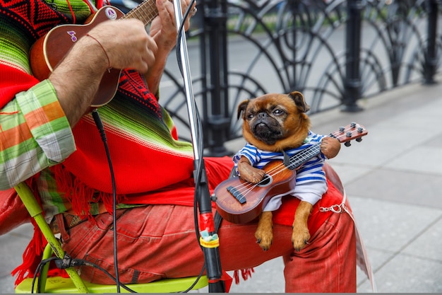 MOPS siada na kolanach ulicznego muzyka i gra na gitarze. Zdjęcie wysokiej jakości