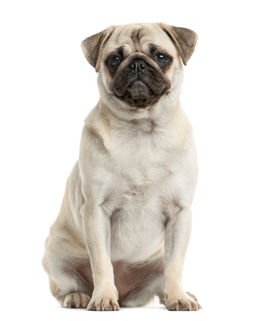 Mops siedzący przed białą ścianą