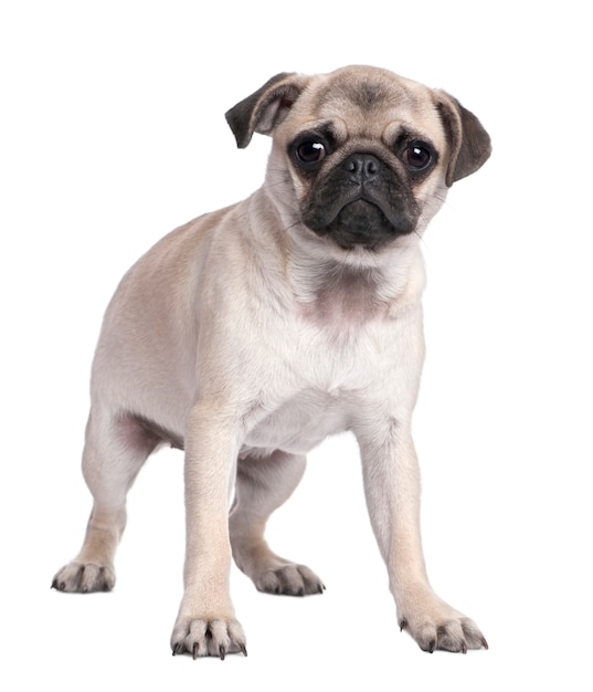 Mops szczeniak w wieku 5 miesięcy.