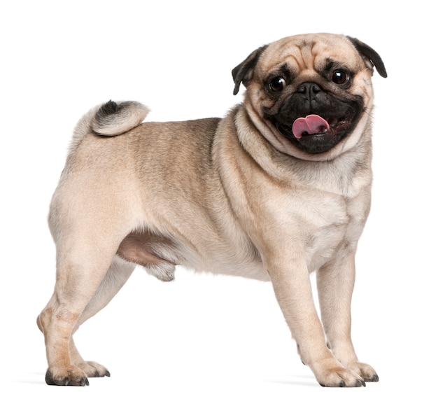 Mops z 2,5 roku życia. Portret psa na białym tle
