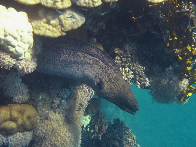 Moray