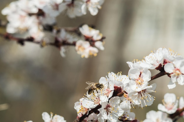 Morelowe kwiaty z białymi i czerwonymi płatkami Kwiaty jak sakura na rozmytym tle Zdjęcie nowego życia na Dzień Ziemi 22 kwietnia