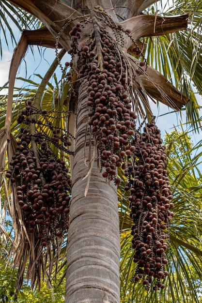 Moriche Palm Owoce z gatunku Mauritia flexuosa