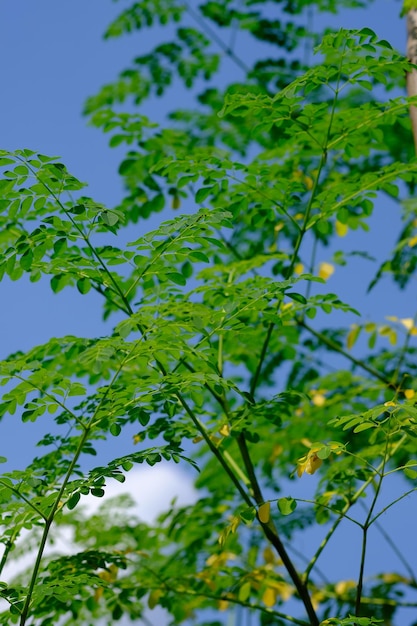 Moringa oleifera to szybko rosnące, odporne na suszę drzewo z rodziny Moringaceae. drzewo chrzanowe