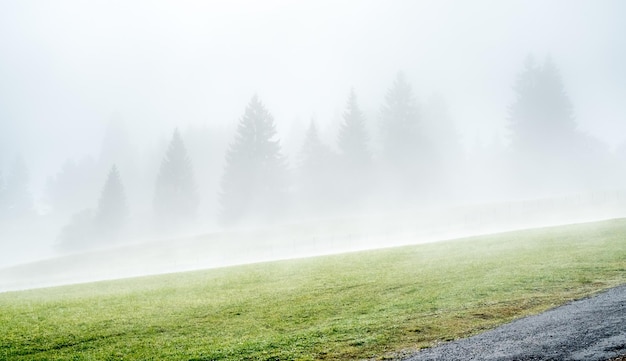 Morining zielone pole trawy w Oberammergau