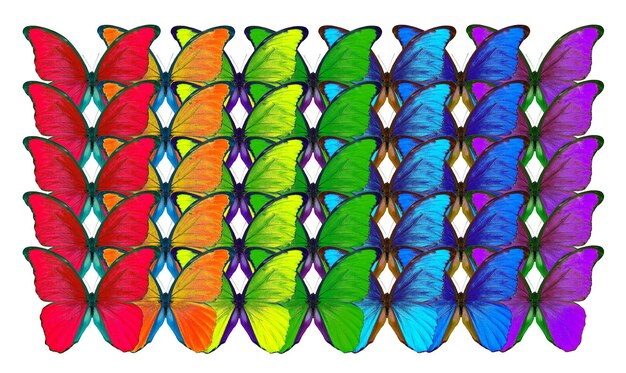 Morpho motyl wielobarwny tęcza zbliżenie tekstura i tło
