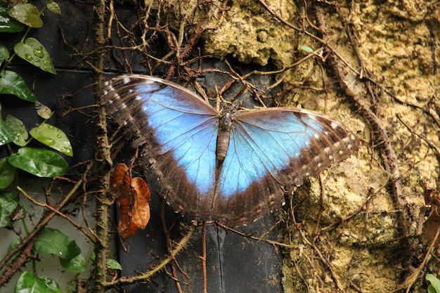 Morpho peleides, opalizujący tropikalny motyl