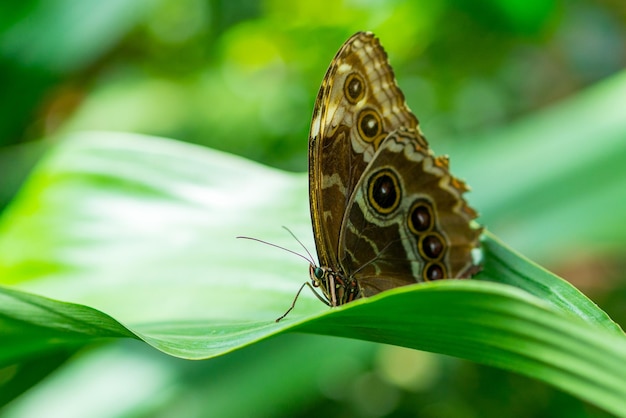 Morpho peleides peleides niebieski morpho zwykły morpho lub cesarz siedzący na zielonym liście