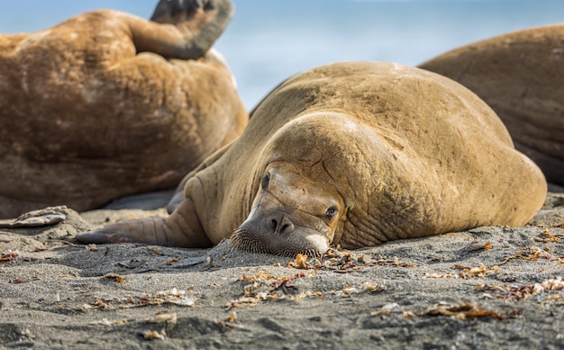 Mors Relaks Na Plaży W Svalbard