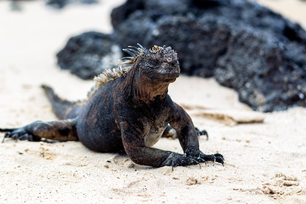 Zdjęcie morska iguana na piasku, galapagos, ekwador