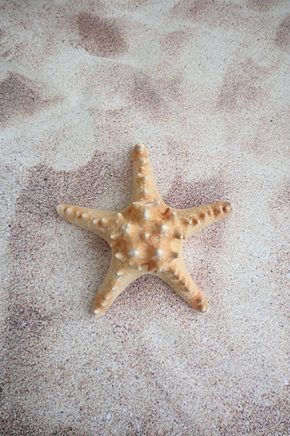 Morska naturalna gwiazda