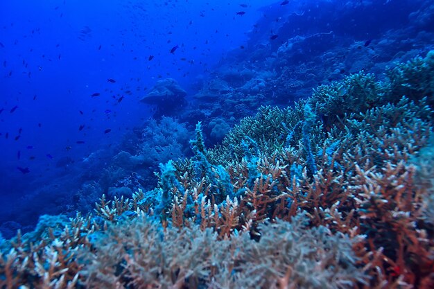 Morski Ekosystem Podwodny Widok / Błękitny Ocean Dzika Przyroda W Morzu, Abstrakcyjne Tło