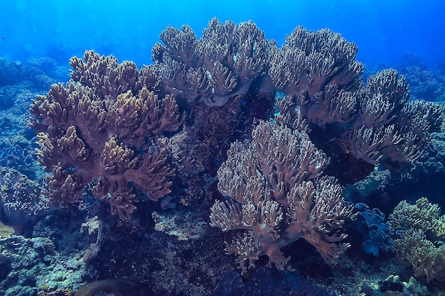 Morski Ekosystem Podwodny Widok / Błękitny Ocean Dzika Przyroda W Morzu, Abstrakcyjne Tło