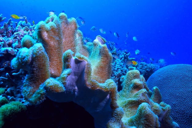 morski ekosystem podwodny widok / błękitny ocean dzika przyroda w morzu, abstrakcyjne tło