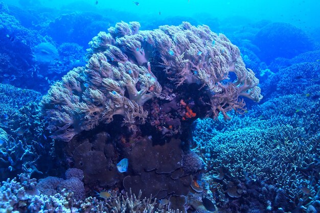 morski ekosystem podwodny widok / błękitny ocean dzika przyroda w morzu, abstrakcyjne tło