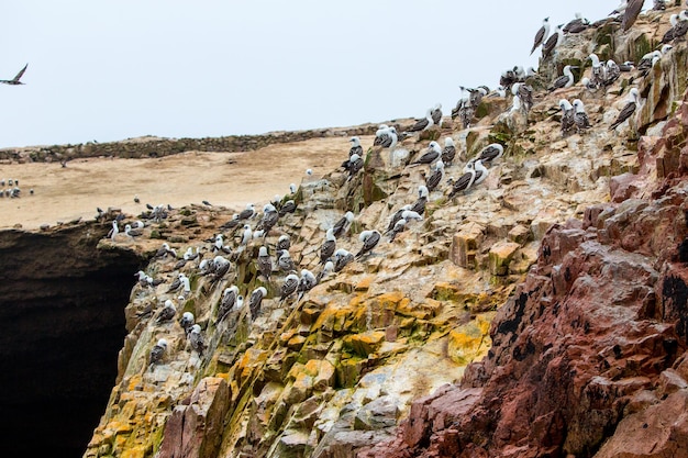 Morskie ptaki wodne w PeruWybrzeże Ameryki Południowej w rezerwacie narodowym Paracas Peruvian Galapagos Ballestas IslandsTen ptak łowca ryb i skorupiaków