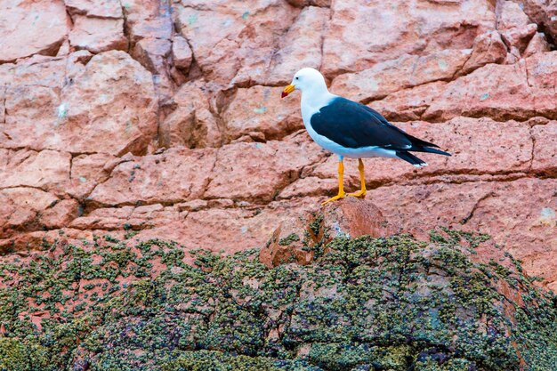 Morskie Ptaki Wodne W Peruwybrzeże Ameryki Południowej W Rezerwacie Narodowym Paracas Peruvian Galapagos Ballestas Islandsten Ptak łowca Ryb I Skorupiaków