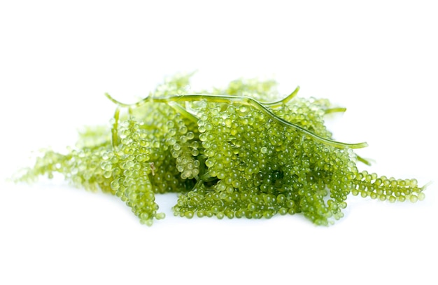 Morskie winogrona zielony kawior wodorosty Zdrowa żywność