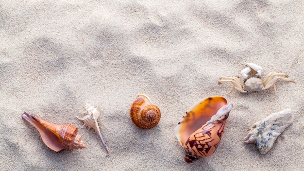 Morze łuska rozgwiazdy i krab na plaży piasku.