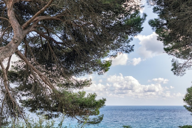 Morze Przez Zielone Gałęzie Sosny. Lloret De Mar, Costa Brava, Katalonia, Hiszpania