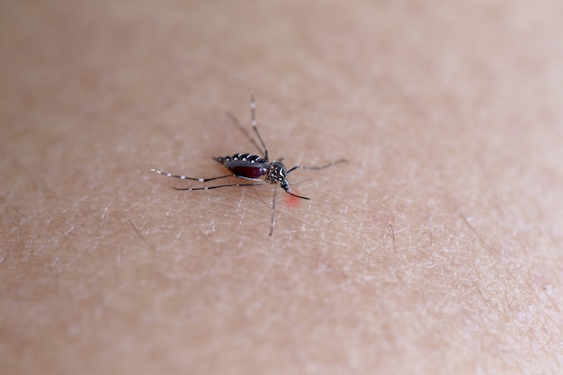 Mosquito Ssące Krew Na Ramieniu.