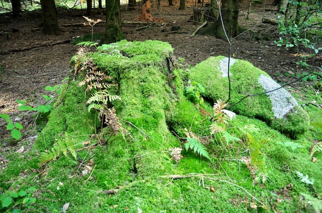 Moss and Mosses Sphagnales na ziemi w dżungli w Schwarzwaldzie lub Schwarzwald w dzielnicy Seebach w Zurychu w Badenii-Wirtembergii w Niemczech