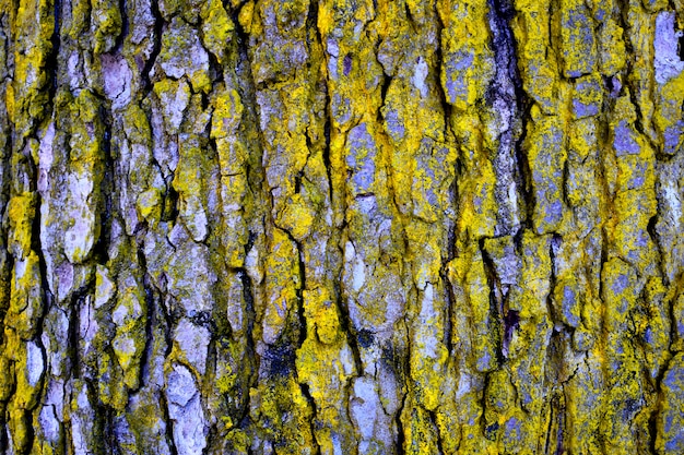 Moss On Pine