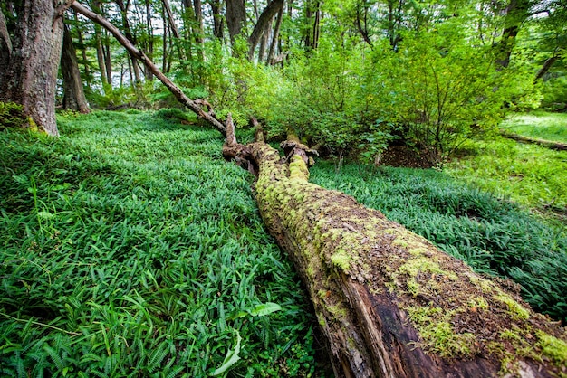 Moss rosnący na pniu drzewa