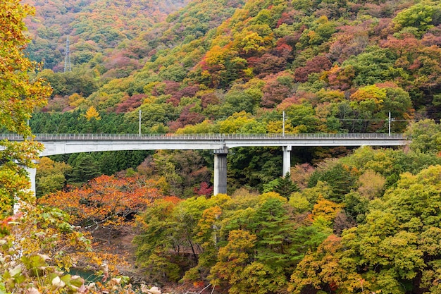 Most chociaż Jesienny krajobraz lasu